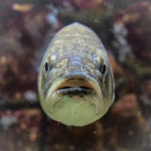 Portrait of a fish